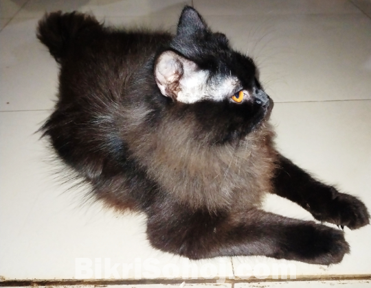 বিড়াল